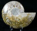 Cut Ammonite Fossil (Half) - Agatized #19353-1